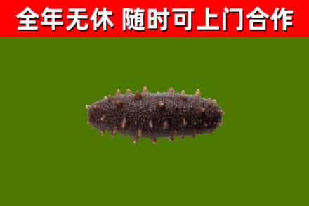 静安回收海参干